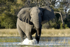 Botswana-Okavango Delta-Okavango Delta Macatoo Safari
